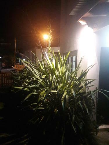 Pinos 1