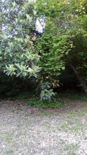 Rancho Apar T -