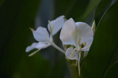Caba�as Sidharta
