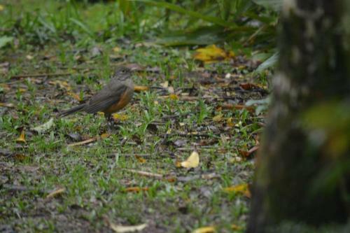 Caba�as Sidharta