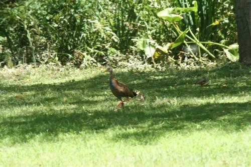 Lodge Caba�a Perechocha