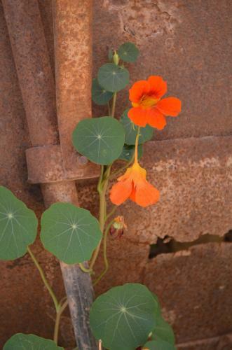 Albergue La Rosa