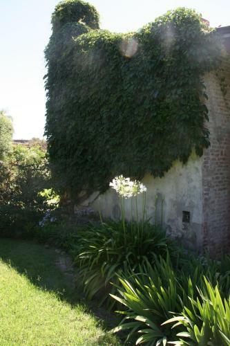 Los Lilios