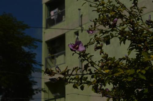 Apartamento El Balc�n 2
