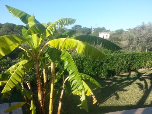 Bed & Breakfast Casa Cereja 'adults Only'