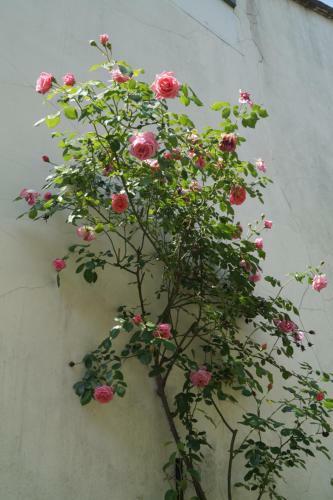 Bed & Breakfast Villa Botanique Guesthouse