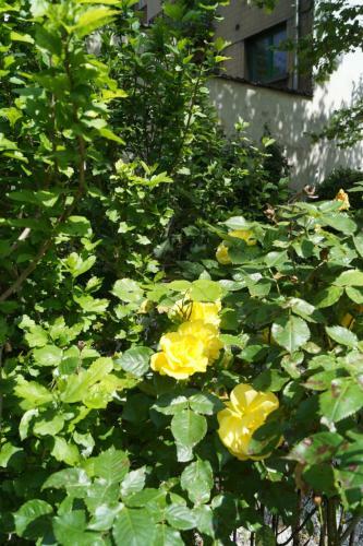 Bed & Breakfast Villa Botanique Guesthouse