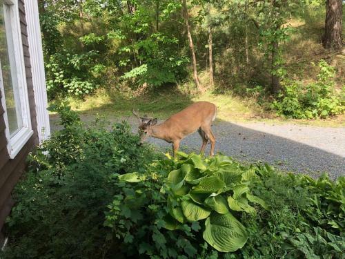 Hotel Braeside Country Inn