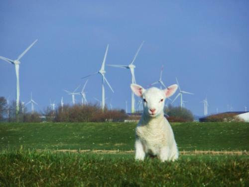 Seawind Cottage - Apartment Seehund