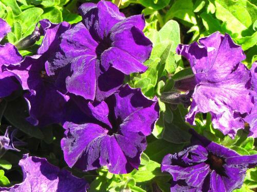 Bed & Breakfast Saint Antonio Maroni
