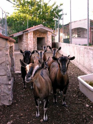 Agroturismo Agriturismo Valle Verde