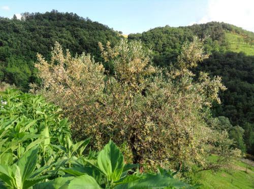 Hotel Gaiattone Eco Resort