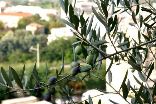 M Suites Sorrento