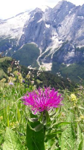 Apartamento Appartamento Dolomiti