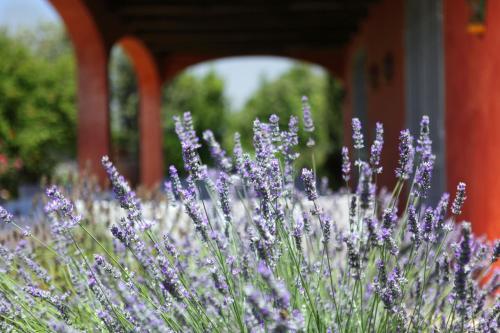 Agroturismo La Capalbiola