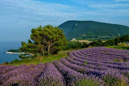 Bed & Breakfast Latte E Caff�
