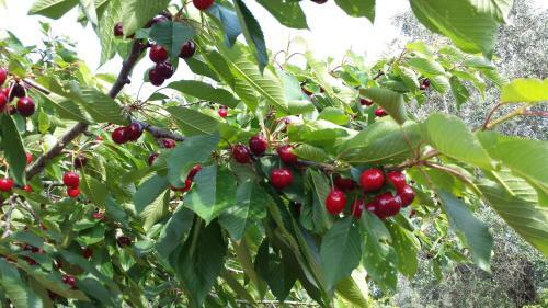 Villa Contrada Pascarosa