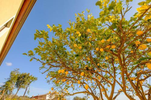 B&B Boutique Di Charme "etna-relax-natura"