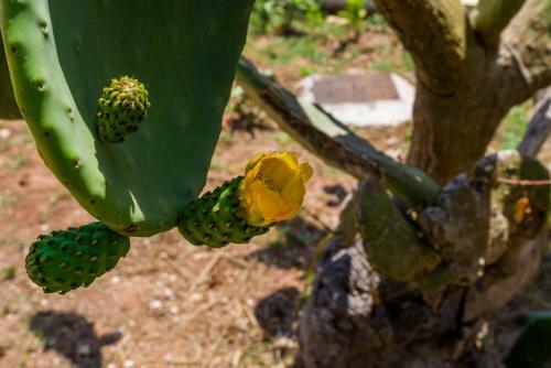 Agroturismo I Ruscioli
