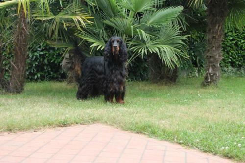 B&B Los Perros Hermanos