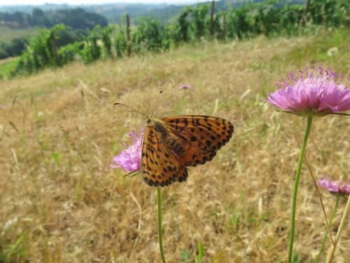 Bed & Breakfast Villa La Torre Alle Tolfe