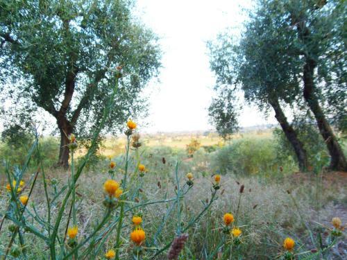 Agroturismo Podere La Capacciola