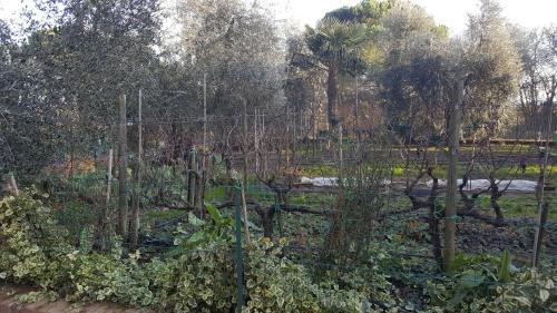Bed & Breakfast Orto Degli Ulivi