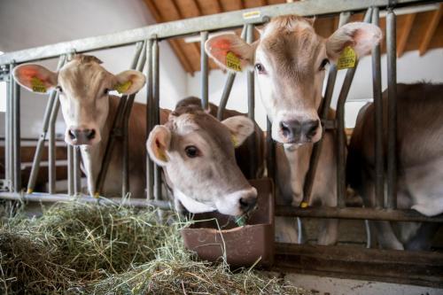 Agroturismo Agriturismo Malga Pi�