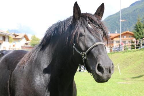 Agroturismo Agriturismo Malga Pi�
