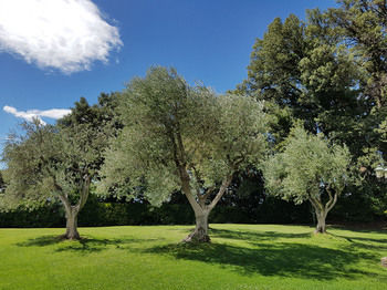 Hotel Albergo Villa Nencini