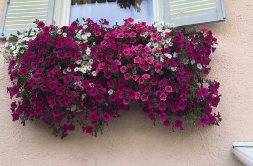 B&B Garni Marina