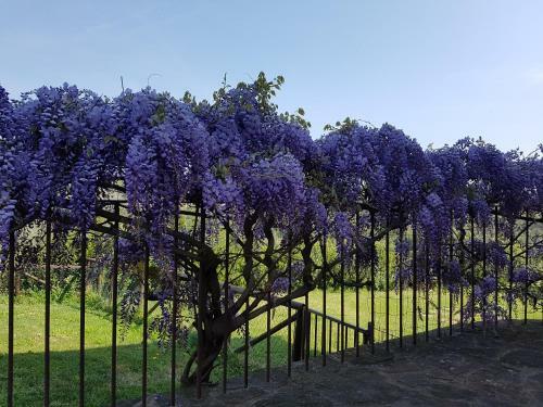 Apartamento Agriturismo Il Pintello