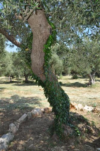 Agroturismo Masseria Costanza