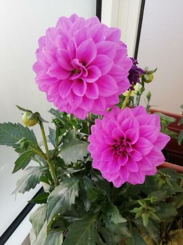 Bed & Breakfast I Fiori
