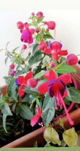 Bed & Breakfast I Fiori