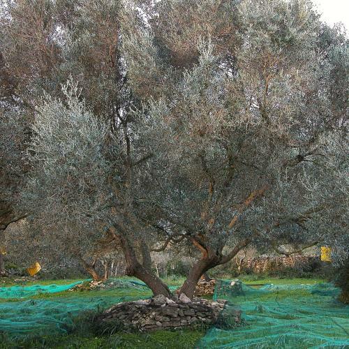 Bed & Breakfast A Loghja Di Cavallo Morto