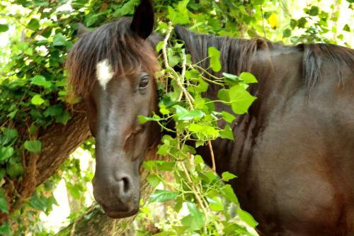 Bed & Breakfast Maison D'h�tes De Charme De Croccano