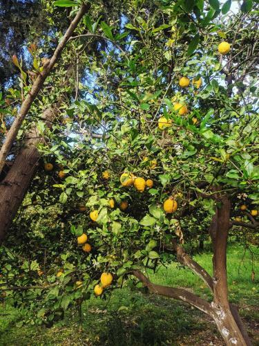 Village Garden Pansiyon