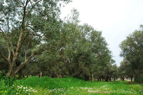 Bed & Breakfast Urla Villanova ( 10+ )