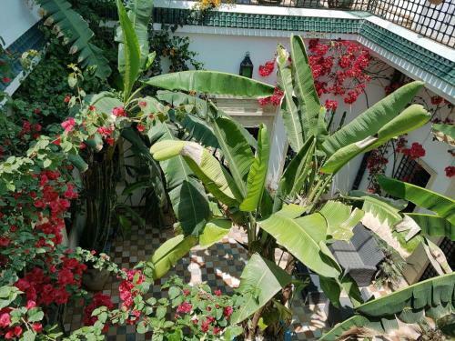 Hostal Luxury Hammamet Riad