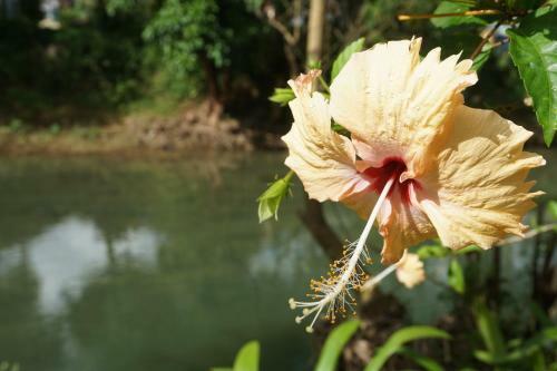 Hotel Khao Sok Riverfront Resort