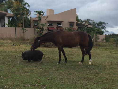 Bed & Breakfast 4 Casitas