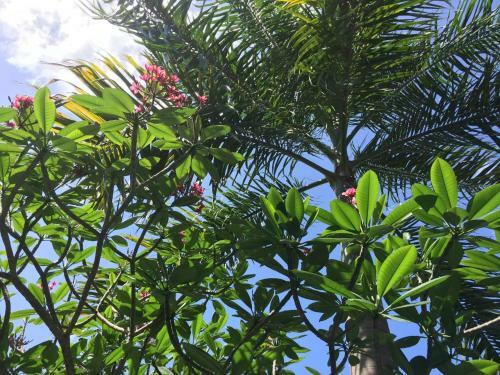 Apartamento Spacious, Tranquil Rincon Retreat