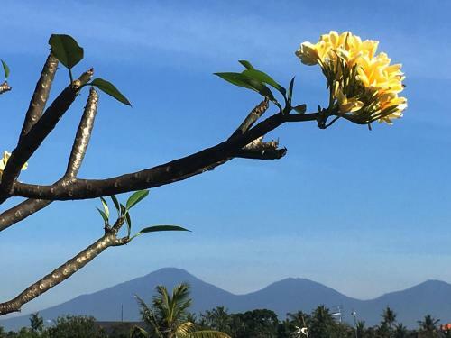 Bulan Bali Homestay & Hostel