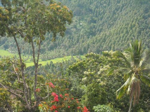 Jojo's Homestay And Warung