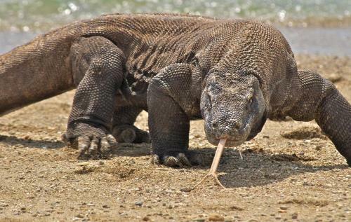 Komodo Cruise Anema