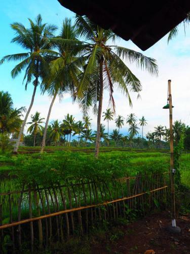 Paddy Hills Homestay
