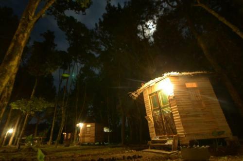 Wisata Pinus Songgon