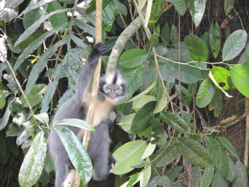 Albergue Batu Kapal Conservation Sanctuary