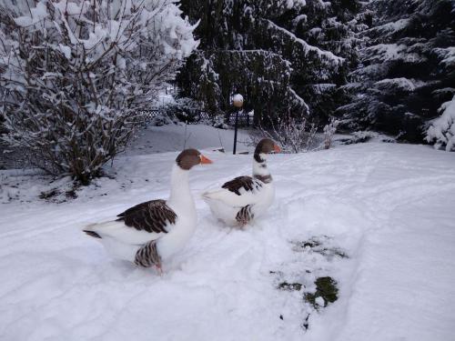 Ferienhaus Zum Vogelnest